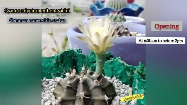 #gymnocalycium #mihanovichii #chincactus #cactus #bloom #open&close #gardeNYA #atGardeNYA08 смотреть онлайн