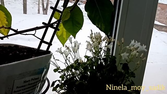 Некоторые виды кампанулы в моей коллекции в марте? смотреть онлайн