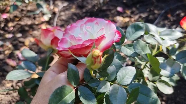 Яка вона красуня, троянда Ювілей Принца Монако (Jubile du Prince de Monako) смотреть онлайн