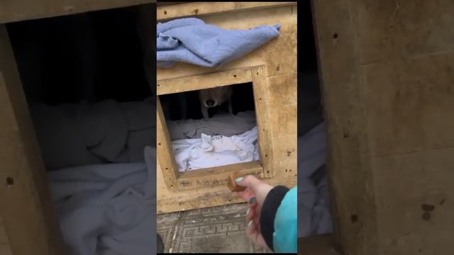 Белка - как это было 1 часть 🧡 #белка #семья #собакадругчеловека #собачьесчастье смотреть онлайн