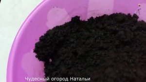 Эффективный  способ обеззараживания почвы
