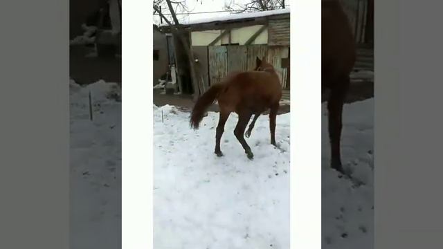 АССАЛАМУАЛЕЙКУМ КАЗАК ЕЛИ жабагы га сын айтыныздар!