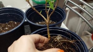 Пересадка Бонфаер и Пиксио.Нашла почки😊