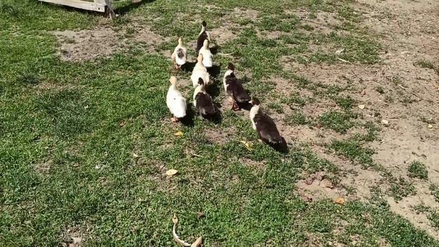 Канібалізм🙁 І таке буває...( смотреть онлайн