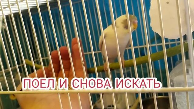 Почему попугай трясёт головой? смотреть онлайн