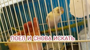 Почему попугай трясёт головой?