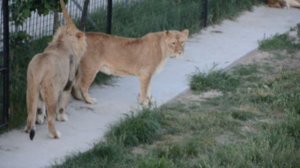 Сафари Парк львов Тайган