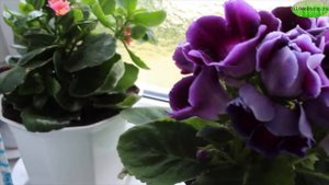 ПОЧЕМУ ГЛОКСИНИЯ ВЫТЯГИВАЕТСЯ ? ОТВЕТ НА КОММЕНТАРИЙ #СИНИНГИЯ_ГЛОКСИНИЯ Садовый Мир #oldenburgru