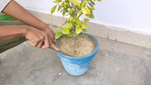 Gardenia Bud Drop Solution | How to Care of a Gardenia Plant | Gandhraj Plant Care in summer |