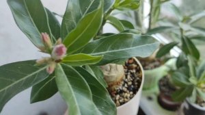 Цветущие адениумы #адениум #bonsai #adenium
