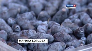 Первые ягоды: Пермяки дегустируют жимолость