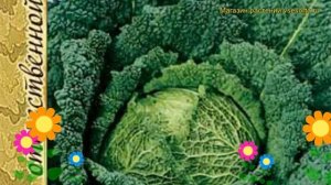 Капуста савойская Вертю 1340. Краткий обзор, описание характеристик, где купить семена Vertyu 1340