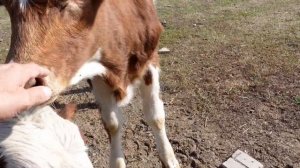 Выращивание и содержание телят