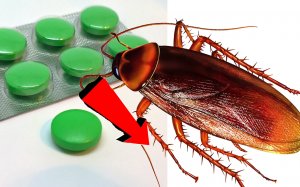 Как избавиться от тараканов ЗА 1 минуту!