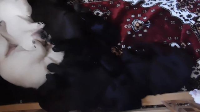 Щенки Лабрадора СОН смотреть онлайн