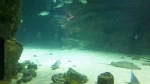 БАССЕЙН С АКУЛАМИ Аквариум с большими и маленькими рыбами, электрическими скатами, морская живность