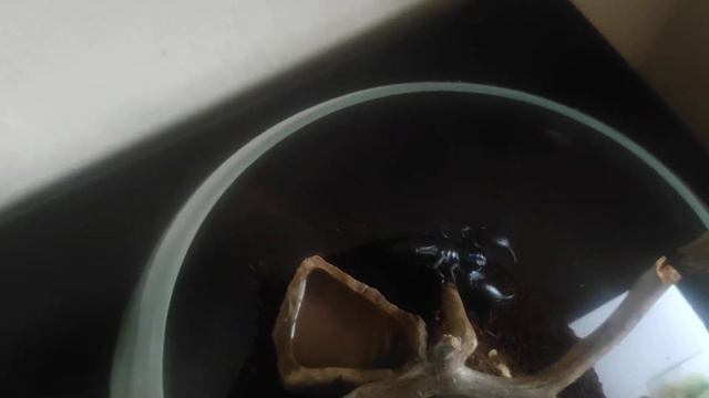 Подарок шефу