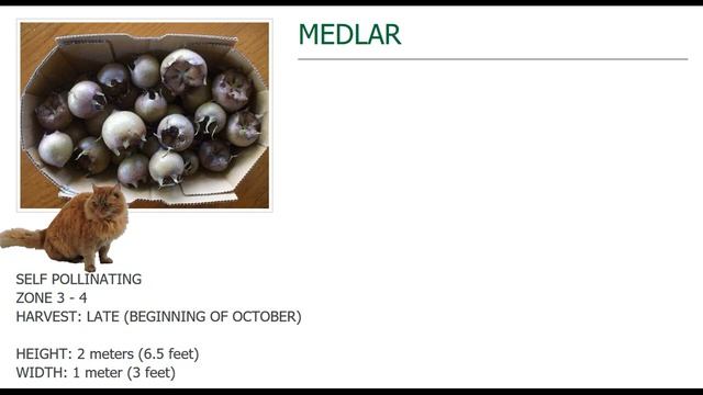 Мушмула 3 зоны морозостойкости смотреть онлайн