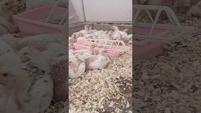 выращивание бройлеров в теплице. чищу теплицу