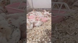 выращивание бройлеров в теплице. чищу теплицу