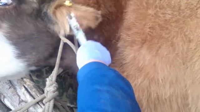 КФХ Бобырин - клеймение крс. смотреть онлайн