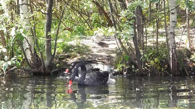 Малыши Черных Лебедей подросли, продолжение семейной жизни на пруду Быково Болото в Зеленограде смотреть онлайн