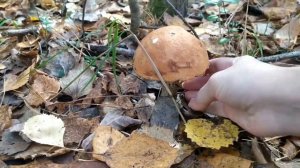 ГРИБЫ сентября.Последние в этом сезоне#грибы#тихаяохота#mushrooms#грибалка#шок#пустойлес#осень#хмао