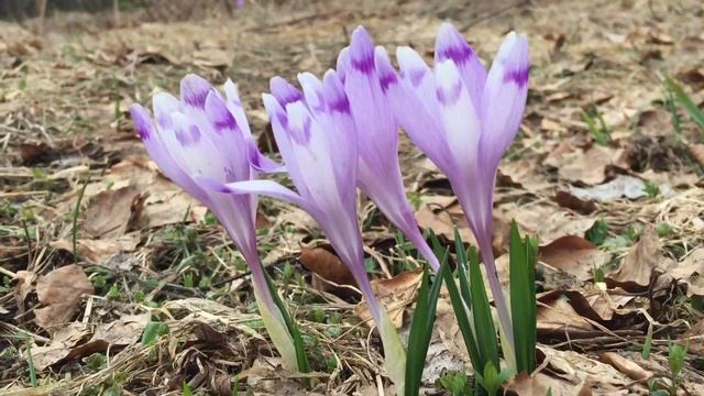 Цветение горных крокусов (шафрана) в Карпатах. 12.04.2020. смотреть онлайн