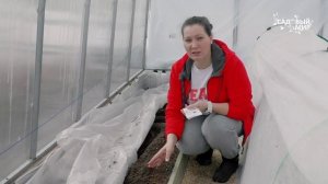 Когда сеять редиску | Правила посадки редиса в теплицу ранней весной