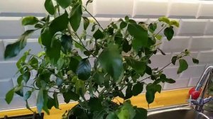 БЕЛОПЕРОНЕ ЗАЦВЕТАЕТ,часть 2