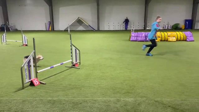 Аджилити корги смотреть онлайн