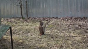 Подсадные утки Андрея Лохматова. Кимры, март 2014 г.