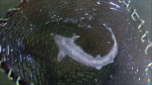 Белокуриха.  Рыбная ферма.