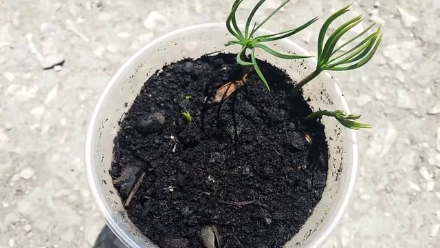 Кедр Сибирский поели муравьи)) смотреть онлайн