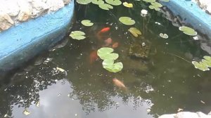 Карпы Кои в дачном пруду