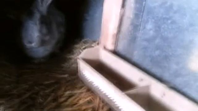 Чем кормить кроликов зимой //жизнь с кроликоми//!. смотреть онлайн