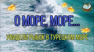 ??На море. Купаемся. ?Нашли рыбок в Средиземном море в Турции