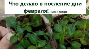 Что делаю в последние дни февраля. Провожу посевы каких цветов и злаков и овощей.
