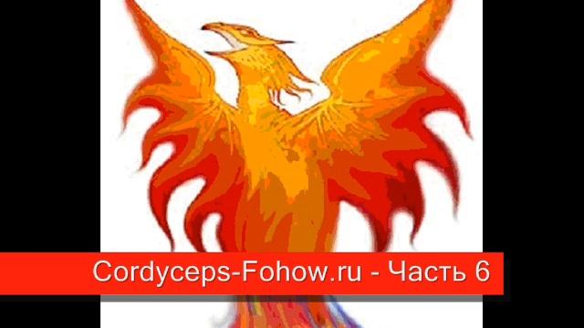 Кордицепс Fohow лекция 3 - Часть 6 / 6