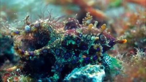 Синекольчатый осьминог. Самый опасный осьминог!?