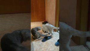 Вязка котов!!!!