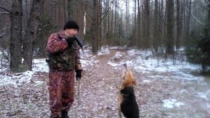 Русская гончая и охотничий горн