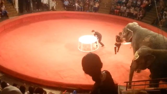 Индийские слоны смотреть онлайн