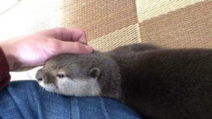 Выдра играет в прятки