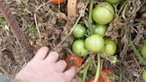 Томат "Факел". Открытый грунт. Октябрь 2022 года.