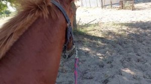 Оповаживание жеребенка