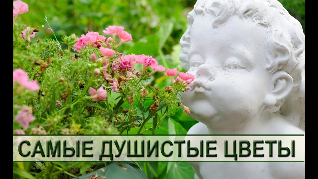Душистые садовые цветы: как подобрать самые ароматные растения для сада или дачи