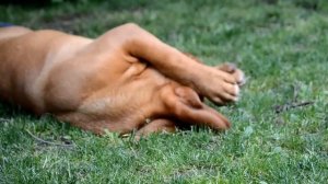 Dogue De Bordeaux puppies at Punk Rock Stars kennel