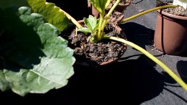 Выращивание рассады земляники садовой с закрытой корневой системой смотреть онлайн