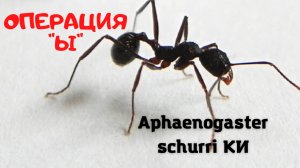 Операция Ы. Муравьи Aphaenogaster schurri ки.